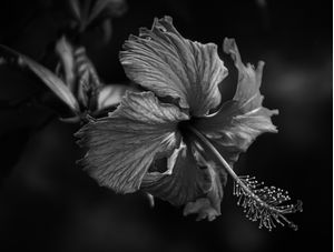 HIBISCO EM P&B