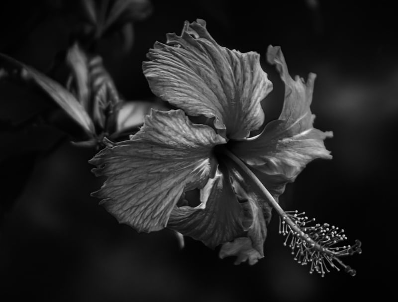 HIBISCO EM P&B
