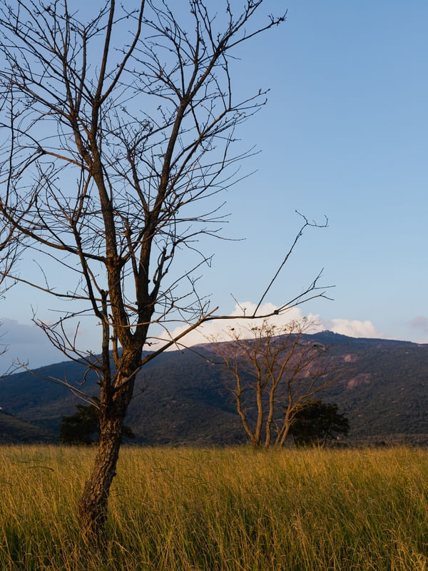 GALHOS DO CAMPO