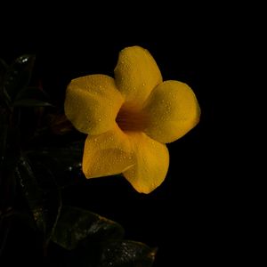 FLOR AMARELA NO FUNDO PRETO