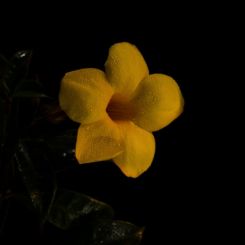 FLOR AMARELA NO FUNDO PRETO