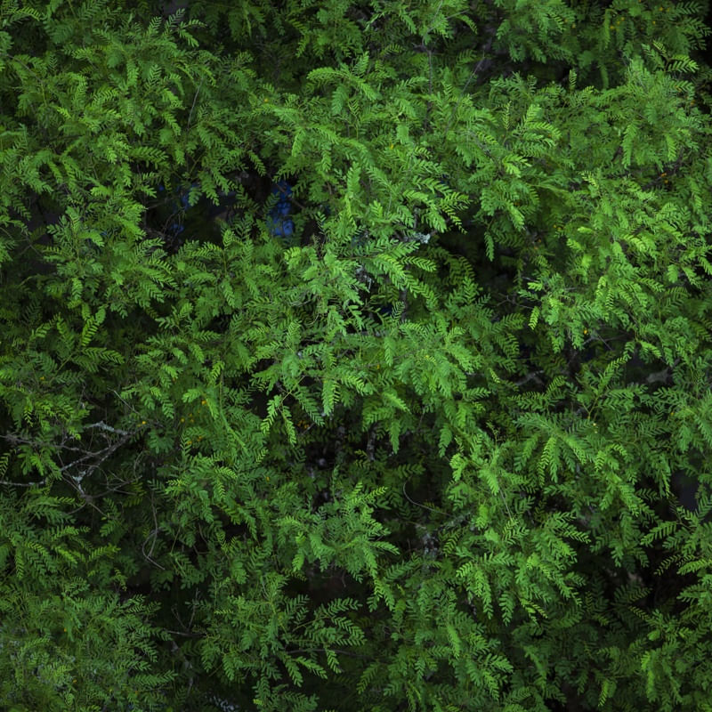 AS FOLHAS DA ÁRVORE
