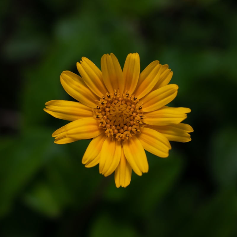 FLORZINHA AMARELA NO CAMPO