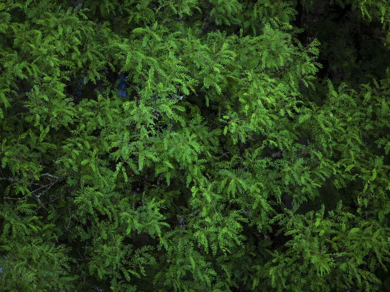 O VERDE DA ARVORE
