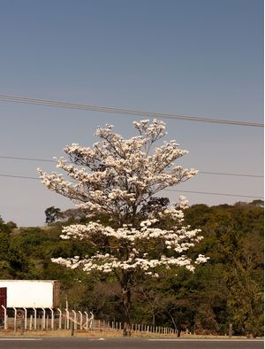IPÊ DA ESTRADA