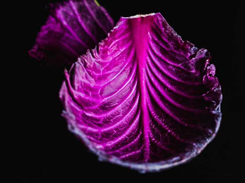 REPOLHO ROXO
