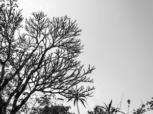 UM OLHAR AO CÉU
