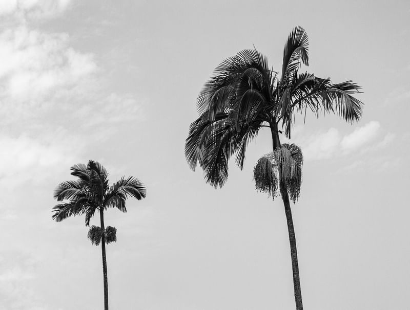 TREES IN THE SKY