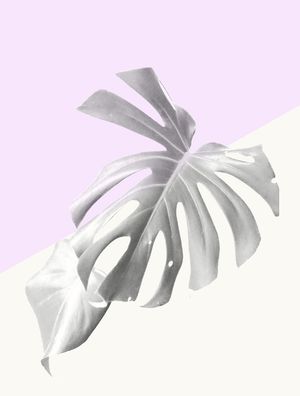ADÃO LILAC