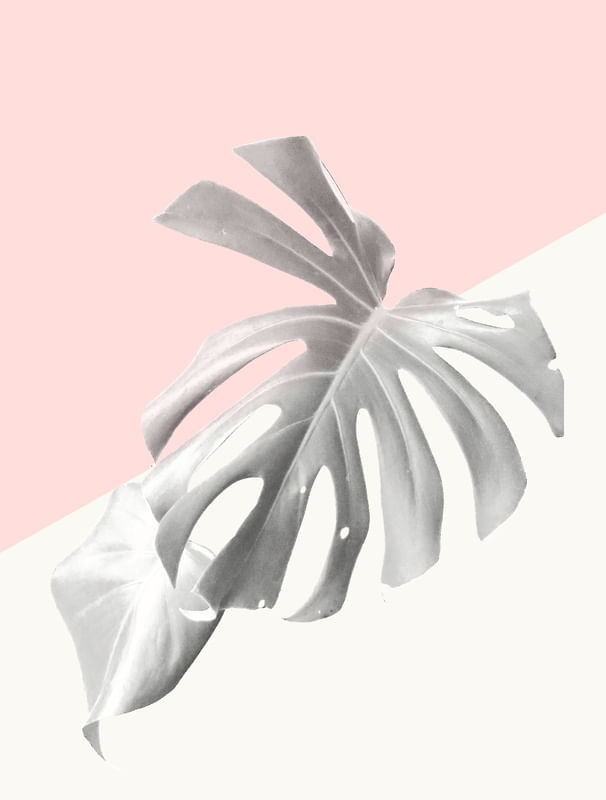 ADÃO ROSE NUDE