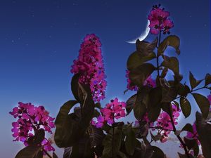 FLOR ENCANTADA