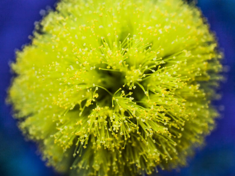 FLOR DE ACACIA