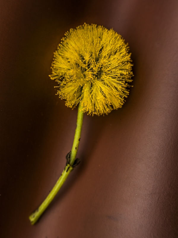 FLOR DE ACACIA DEITADA