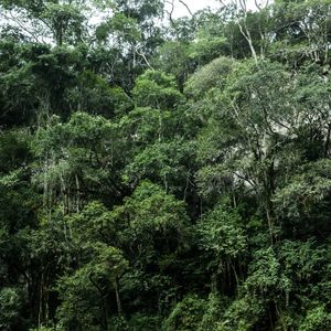 MATA ATLÂNTICA I