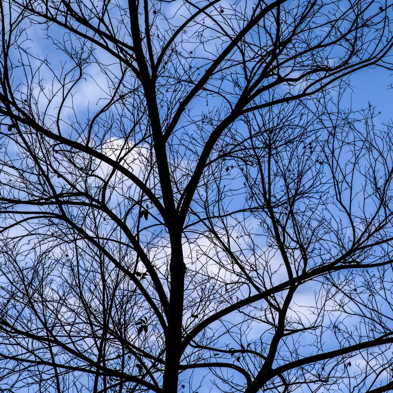 OS GALHOS NO CÉU AZUL