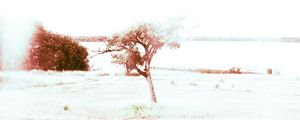 _SWEETDREAM