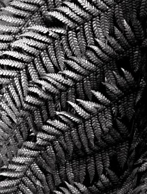 SILVER FOLIAGE 5