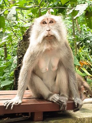 MACACO 2