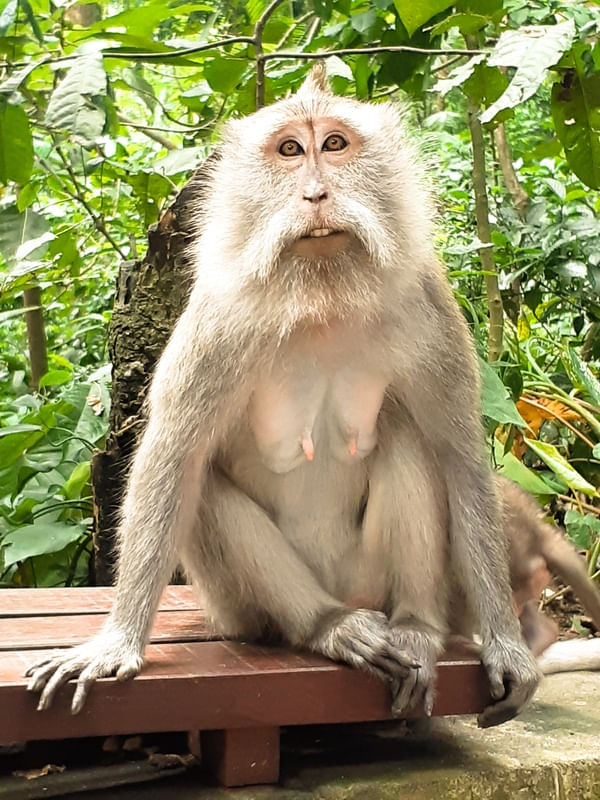 MACACO 2