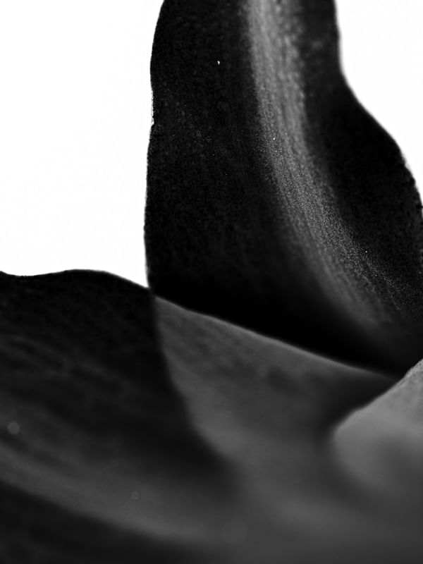 BLACK DALIA II