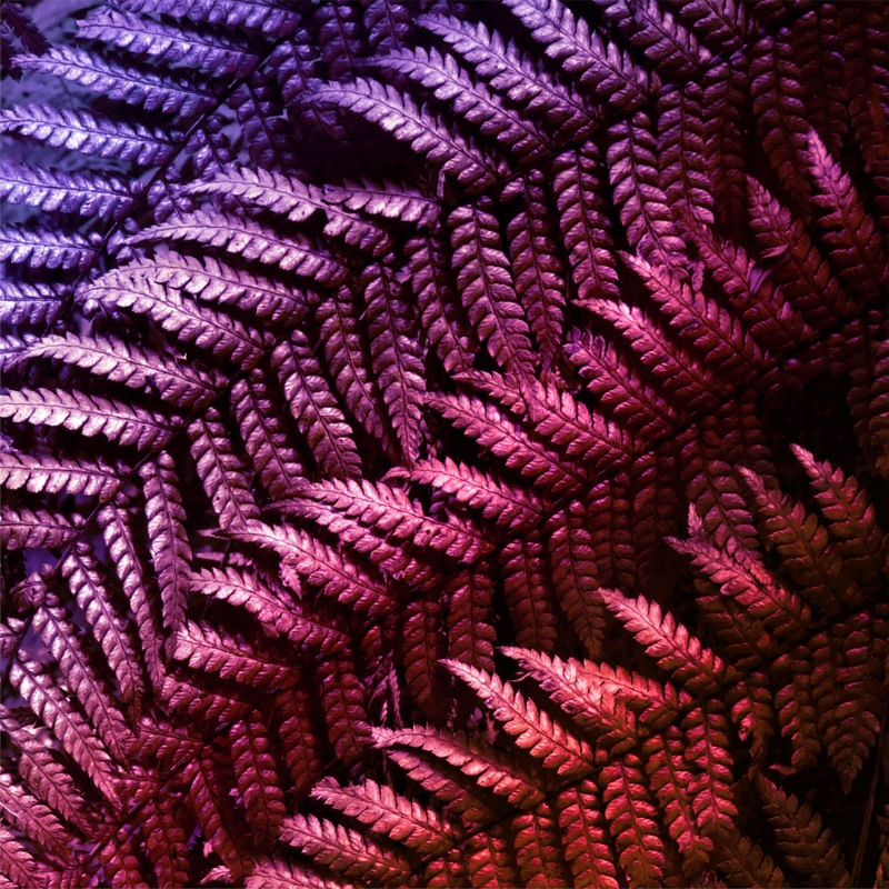 VIBRANT FOLIAGE 1