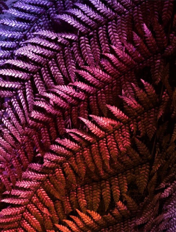 VIBRANT FOLIAGE 2