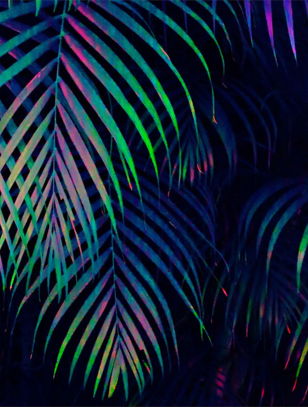 NEON PALMER