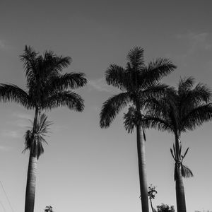TRIO COQUEIROS GREENERY