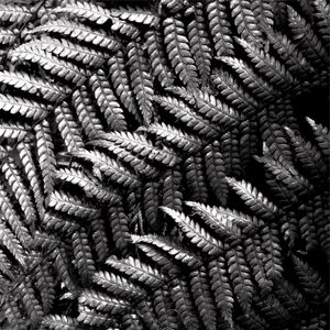 SILVER FOLIAGE 4
