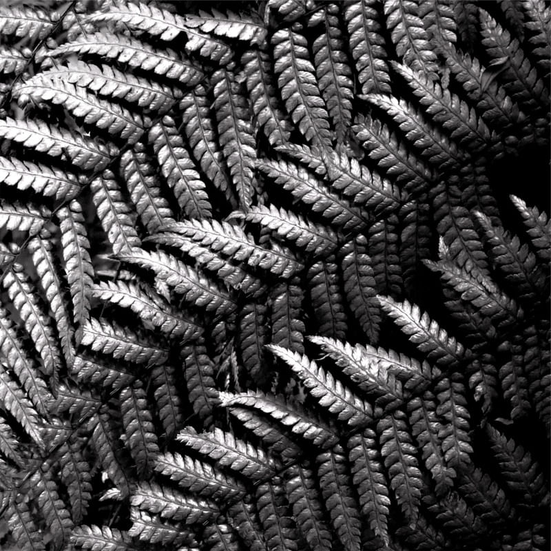 SILVER FOLIAGE 4