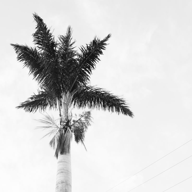 COQUEIRO MINIMALISTA PB