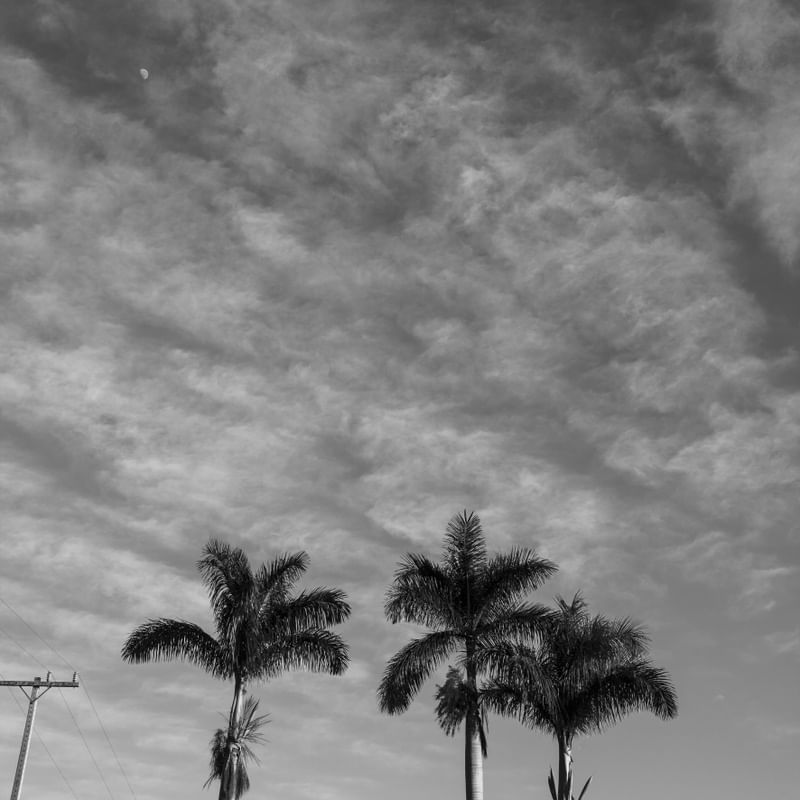 O TRIO DE COQUEIROS E AS NUVENS