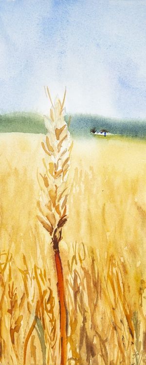 TRIGO E CAMPO EM AQUARELA