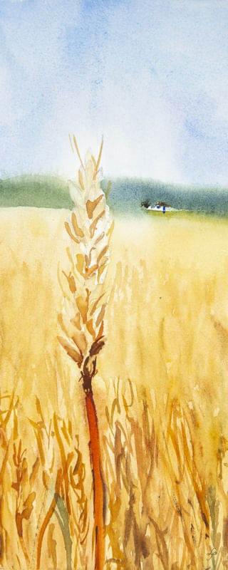 TRIGO E CAMPO EM AQUARELA