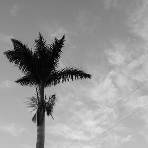 A PALMEIRA - TROPICAL