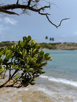 GALHOS E ESPUMAS