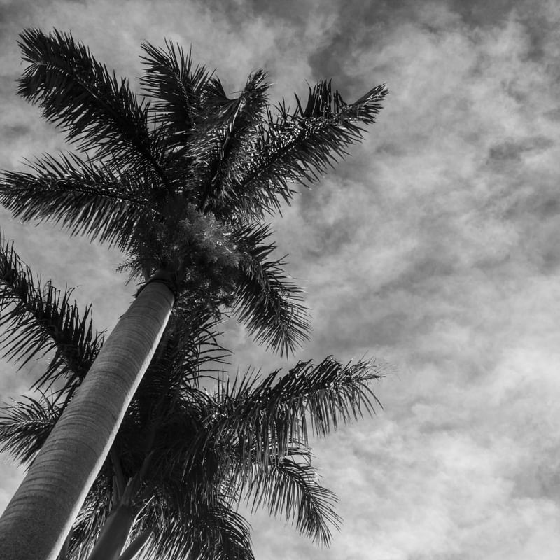 AS PALMEIRAS TROPICAL JUNGLE