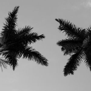 AS FOLHAGENS - TROPICAL JUNGLE