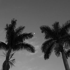 OS COQUEIROS E A LUA