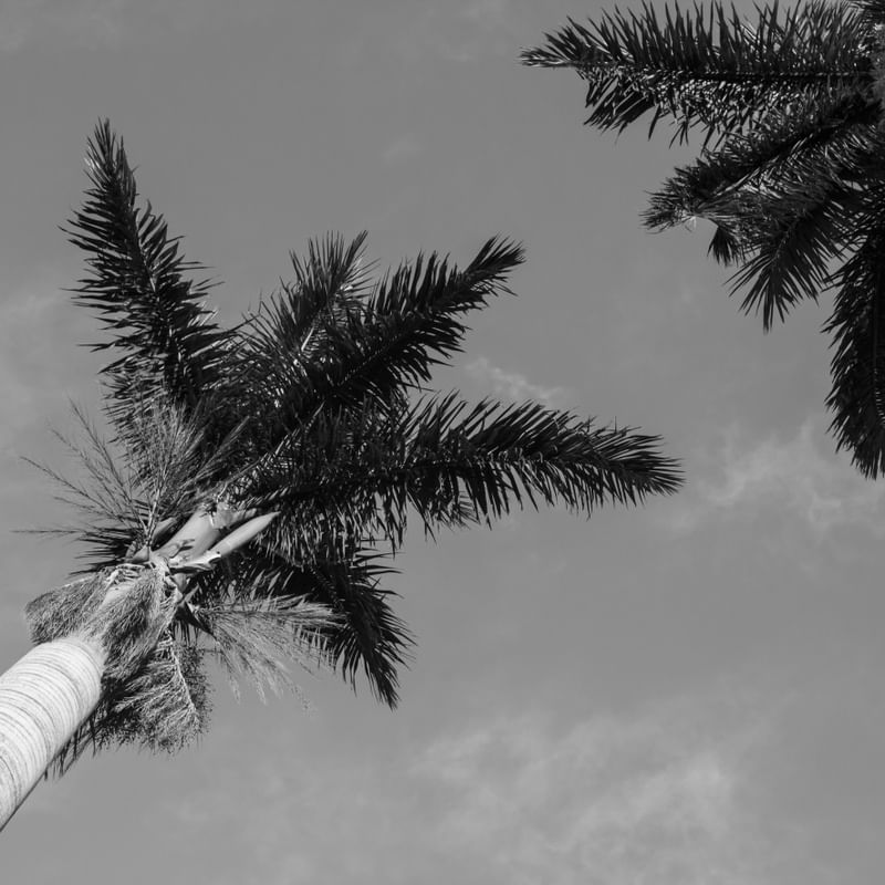 AS FOLHAS DA PALMEIRA