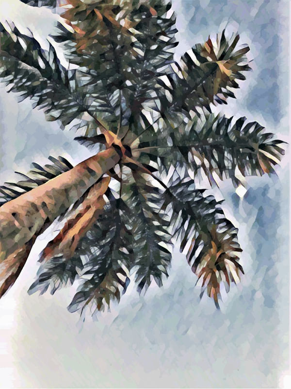 PALMEIRA A CÉU ABERTO