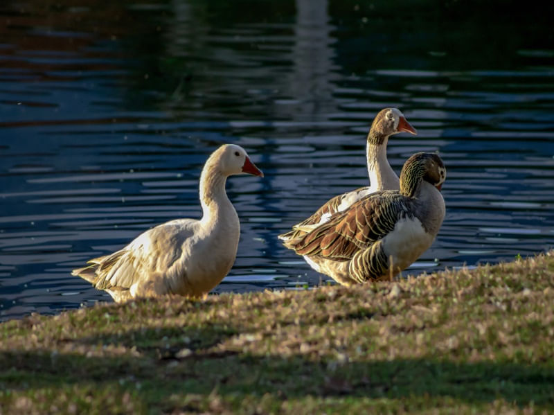PATOS 10