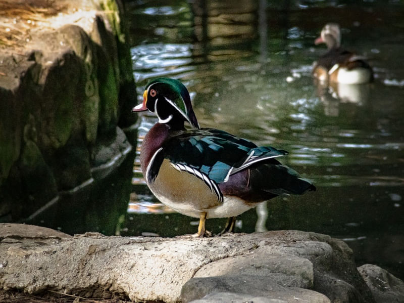 PATOS 13