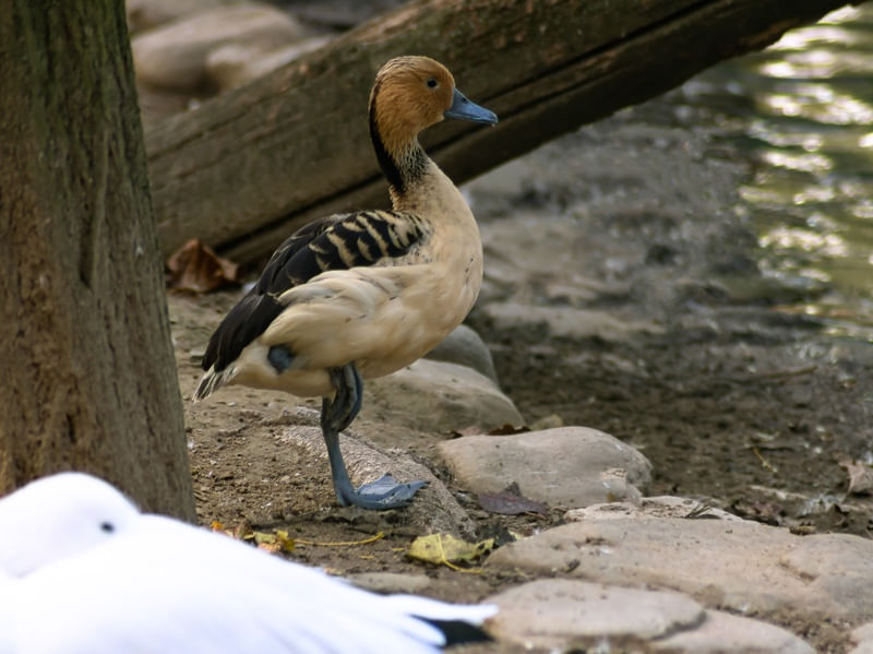 PATOS 1