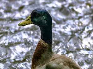 PATOS 2