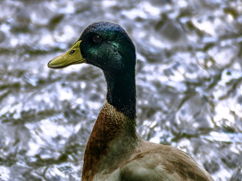 PATOS 2