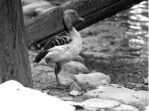 PATOS 27