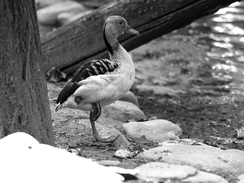 PATOS 27