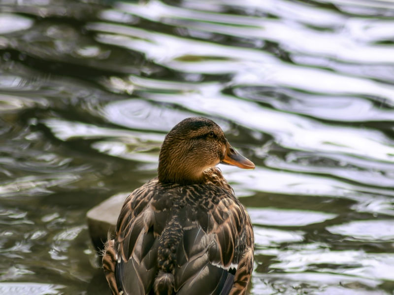 PATOS 5