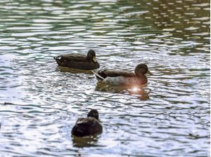 PATOS 26
